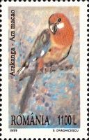 Scarlet Macaw (Ara macao)
