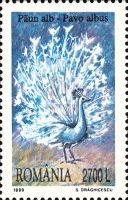 Indian Peafowl (Pavo cristatus) - Albino
