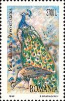 Indian Peafowl (Pavo cristatus)