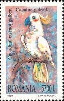 Sulphur-crested Cockatoo (Cacatua galerita)