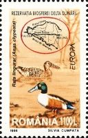 Northern Shoveler (Anas clypeata)