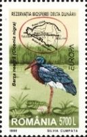 Black Stork (Ciconia nigra)