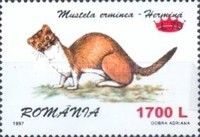 Stoat (Mustela erminea) - Surcharged