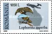Superb Bird-of-paradise (Lophorina superba)