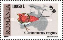 King Bird-of-paradise (Cicinnurus regius)