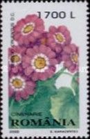 Cineraria (Senecio cruentus)