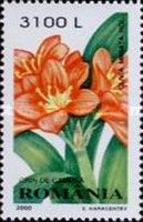 Natal Lily (Clivia miniata)