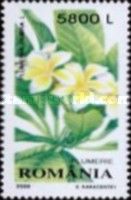 Frangipani (Plumeria rubra)