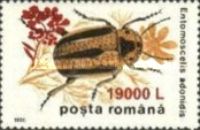 Leaf Beetle (Entomoscelis adonidis) - Surcharged
