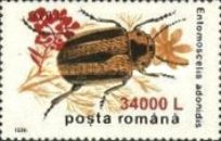 Leaf Beetle (Entomoscelis adonidis) - Surcharged
