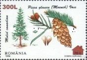 White spruce (Picea glauca) - Surcharged