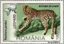 Leopard (Panthera pardus)
