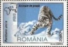 Snow Leopard (Panthera uncia)