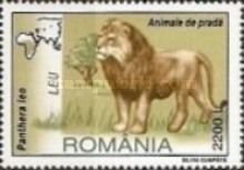 Lion (Panthera Leo)