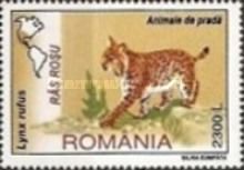Bobcat (Lynx rufus)