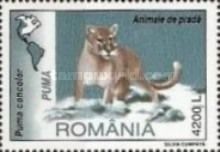 Cougar (Puma concolor)