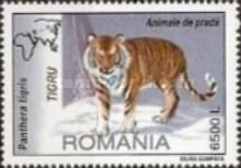 Tiger (Panthera tigris)