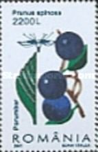 Blackthorn (Prunus spinosa)