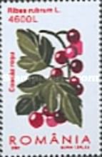 Red Currant (Ribes rubrum)