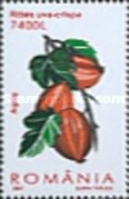 Gooseberry (Ribes uva-crispa)