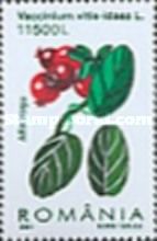 Cowberry (Vaccinium vitis-idaea)