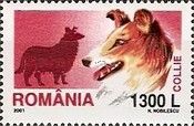 Collie (Canis lupus familiaris)