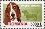 Basset Hound (Canis lupus familiaris)