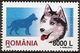 Siberian Husky (Canis lupus familiaris)