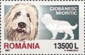 Romanian Shepherd (Canis lupus familiaris)