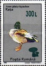 Mallard (Anas platyrhynchos) - Surcharged