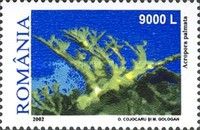 Elkhorn Coral (Acropora palmata)