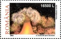 Plumose Anemone (Metridium senile)