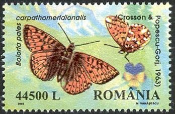 Shepherd's Fritillary (Boloria pales ssp. carpathomeridional