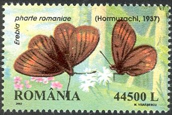 Blind Ringlet (Erebia pharte ssp. romaniae)