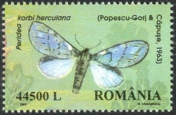 Moth (Peridea korbi herculana)