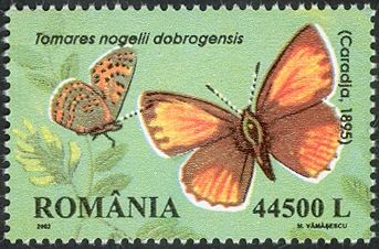 Nogel's Hairstreak (Tomares nogelii ssp. dobrogensis)