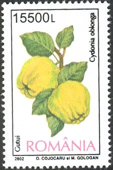 Quince (Cydonia oblonga)