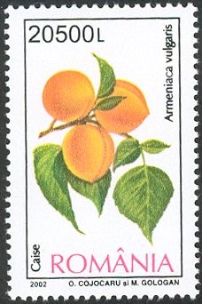 Apricot (Armeniaca vulgaris)
