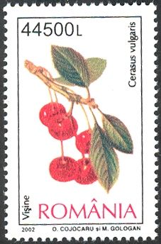 Sour Cherry (Cerasus vulgaris)