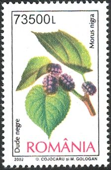 Mulberry (Morus nigra)