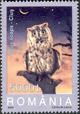 Common Scops Owl (Otus scops)