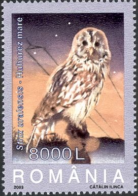 Ural Owl (Strix uralensis)