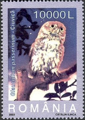 Eurasian Pygmy-Owl (Glaucidium passerinum)