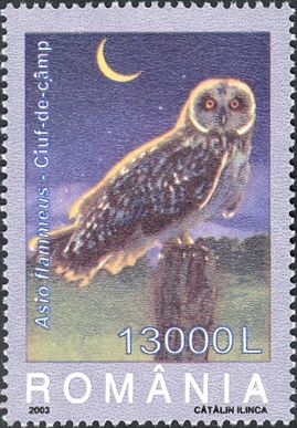Short-eared Owl (Asio flammeus)