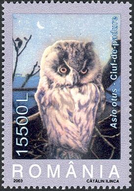Long-eared Owl (Asio otus)