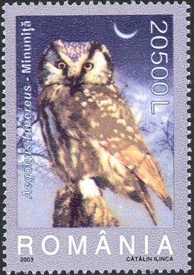 Boreal Owl (Aegolius funereus)