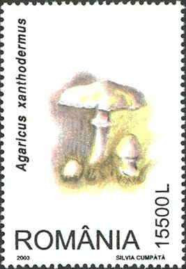 Yellow-stainer (Agaricus xanthodermus)