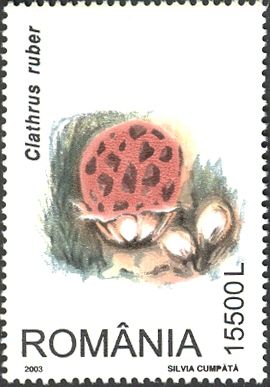 Scarlet Lattice (Clathrus ruber)