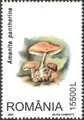Panther (Amanita pantherina)