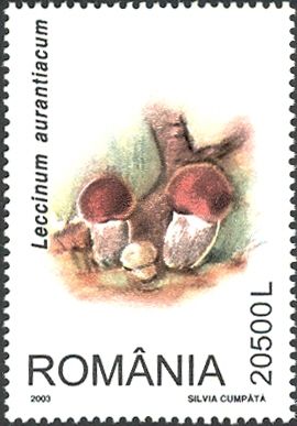 Red Cap (Leccinum aurantiacum)
